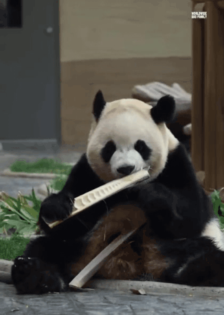 맛있으면-냅다-누워버리는-판다🐼💜-0-이미지