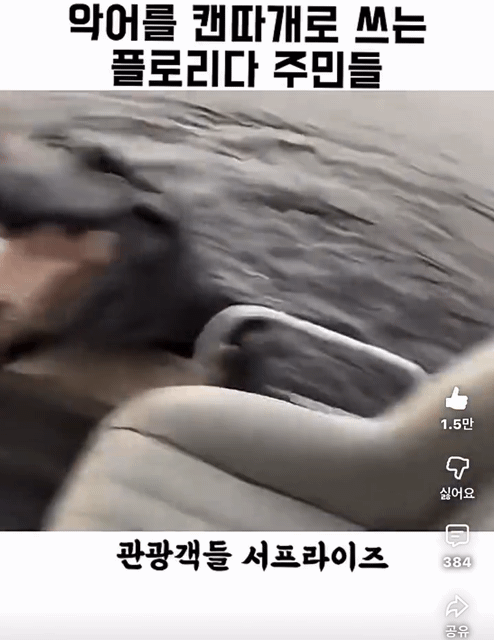 악어를-캔따개쯤으로-생각하는-플로리다-주민들-5-이미지