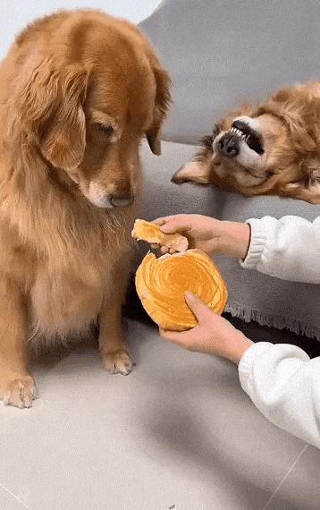 친구-먼저-주라는-안착한-리트리버-0-이미지