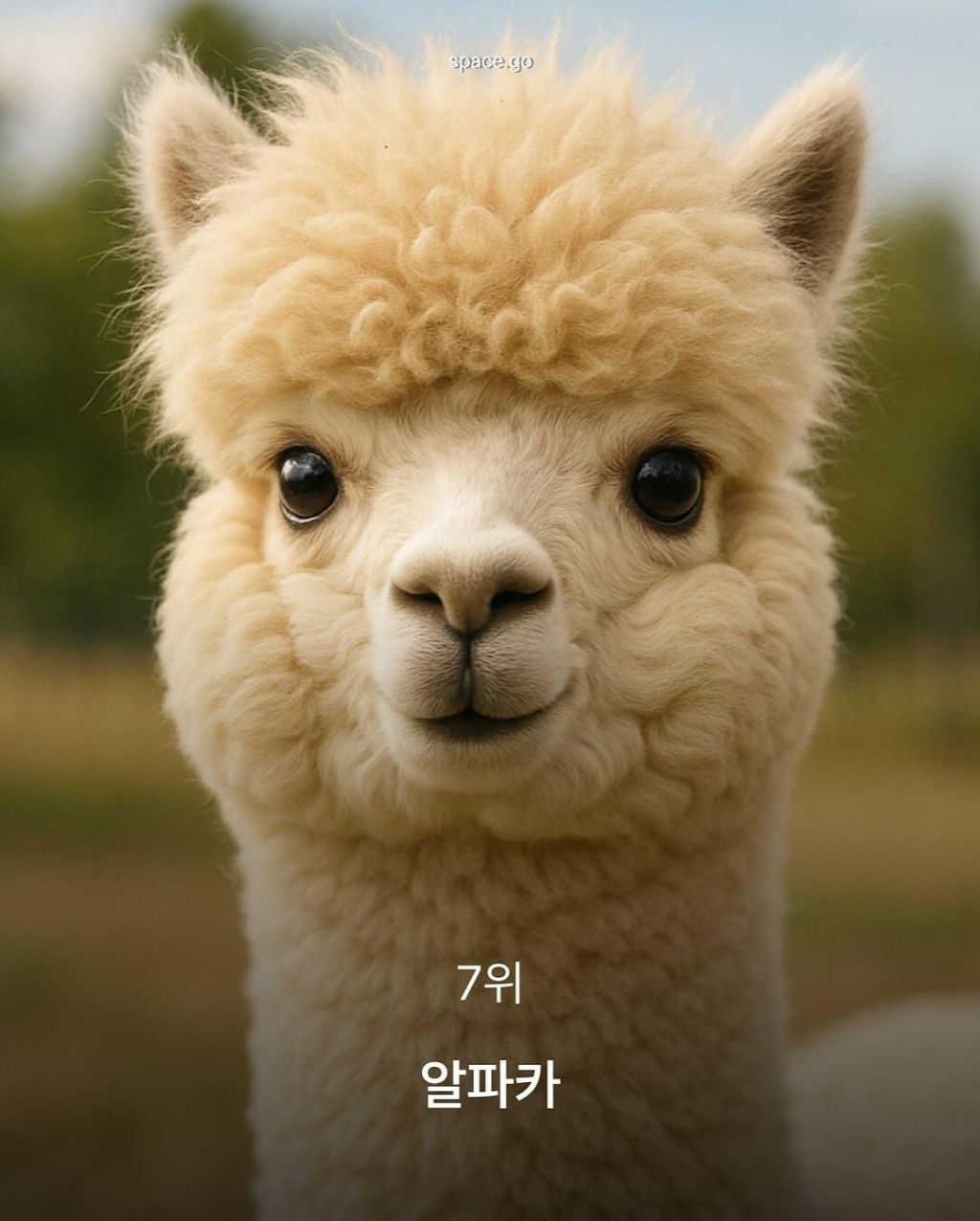 CNN-선정-세계에서-가장-귀여운-동물10-4-이미지