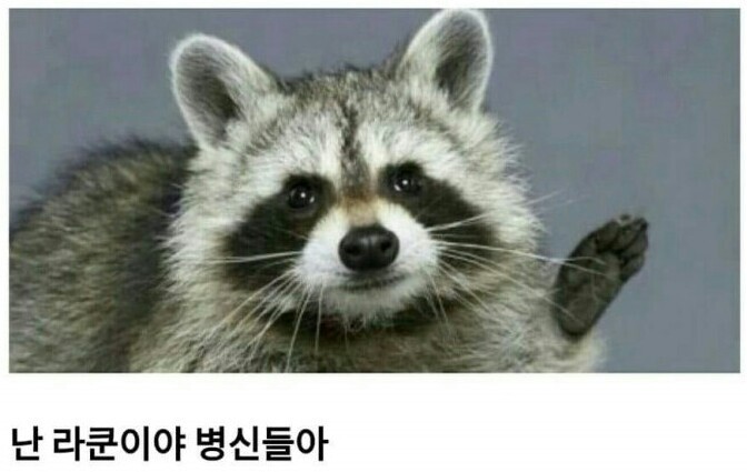 너구리에-대한-오해!!!.jpg-2-이미지