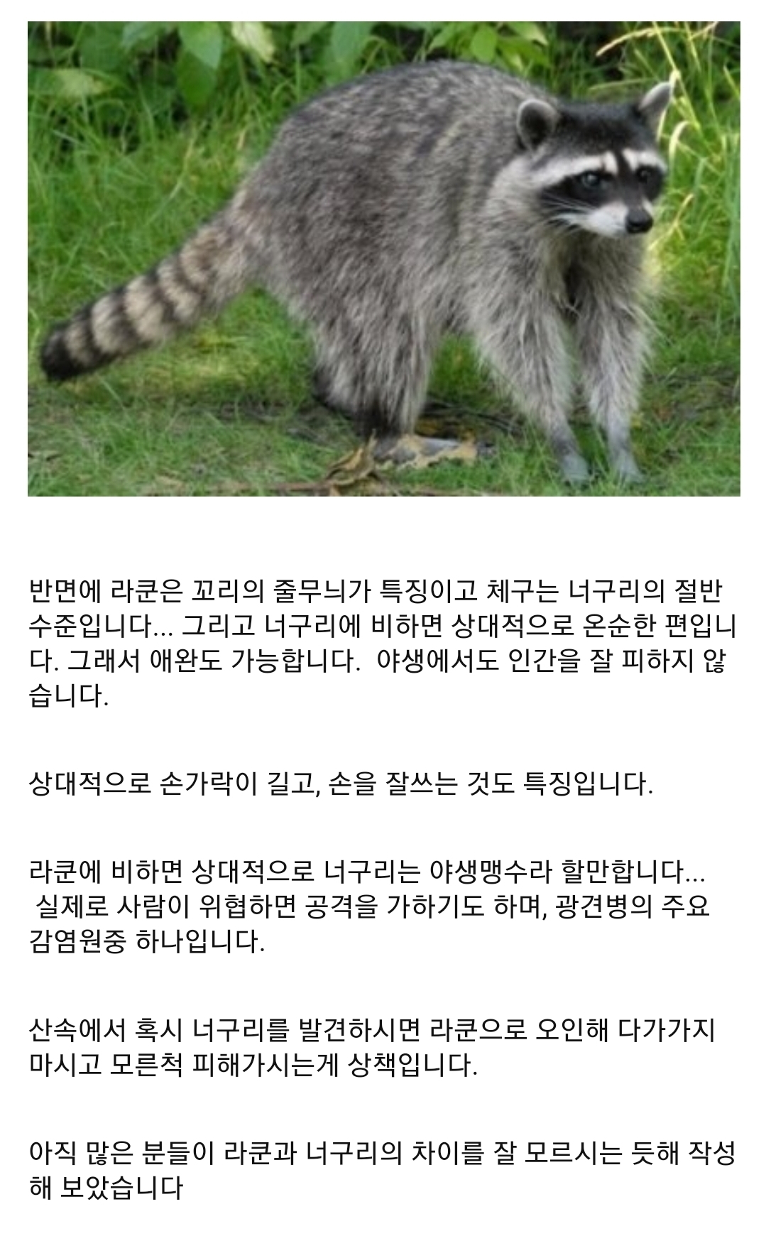 너구리에-대한-오해!!!.jpg-8-이미지