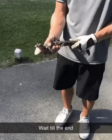 야-나-길가다가-악어-주움ㅋㅋ-0-이미지