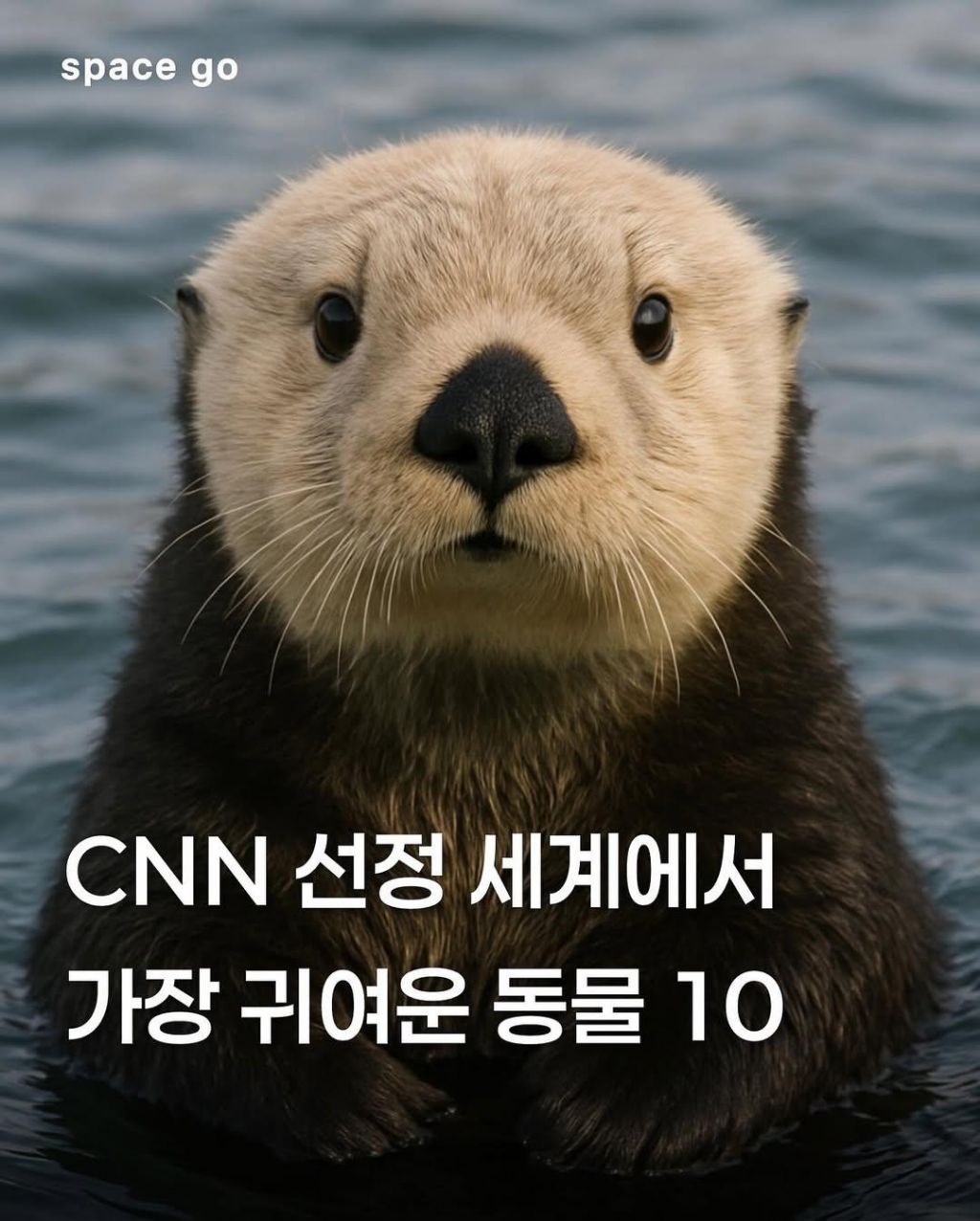 CNN-선정-세계에서-가장-귀여운-동물10-0-이미지