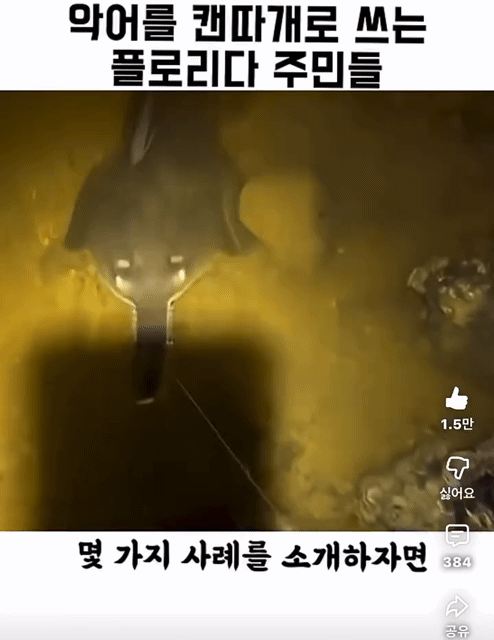 악어를-캔따개쯤으로-생각하는-플로리다-주민들-1-이미지