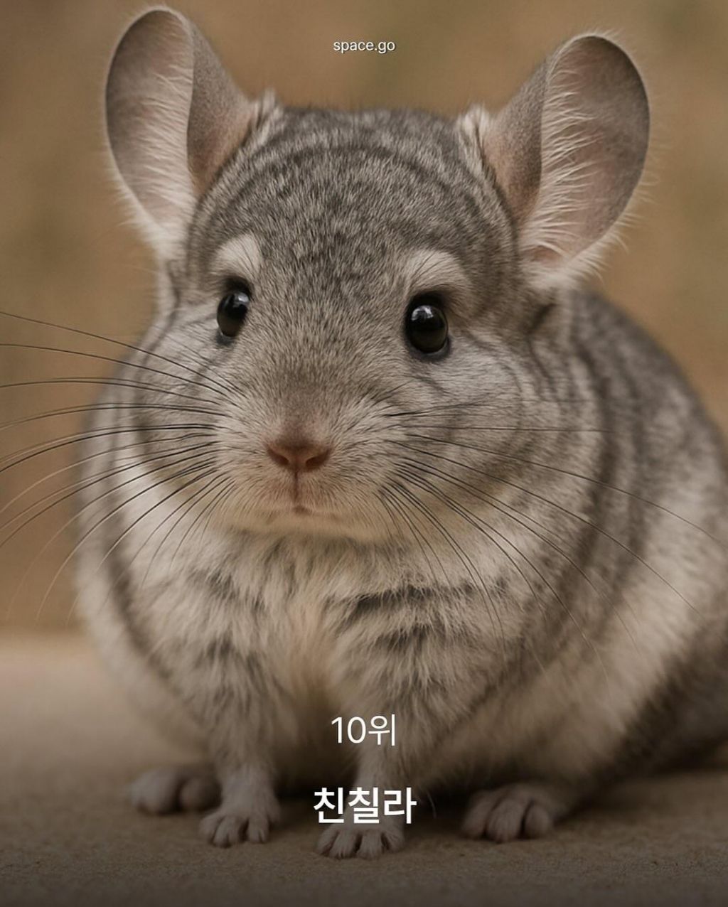 CNN-선정-세계에서-가장-귀여운-동물10-1-이미지