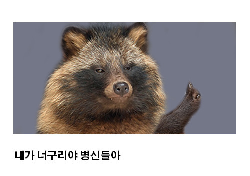 너구리에-대한-오해!!!.jpg-3-이미지