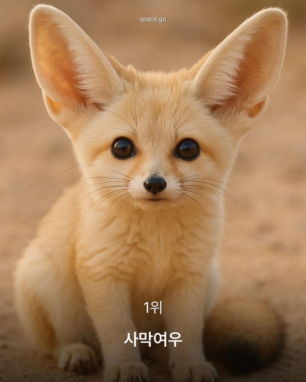 CNN-선정-세계에서-가장-귀여운-동물10-10-이미지