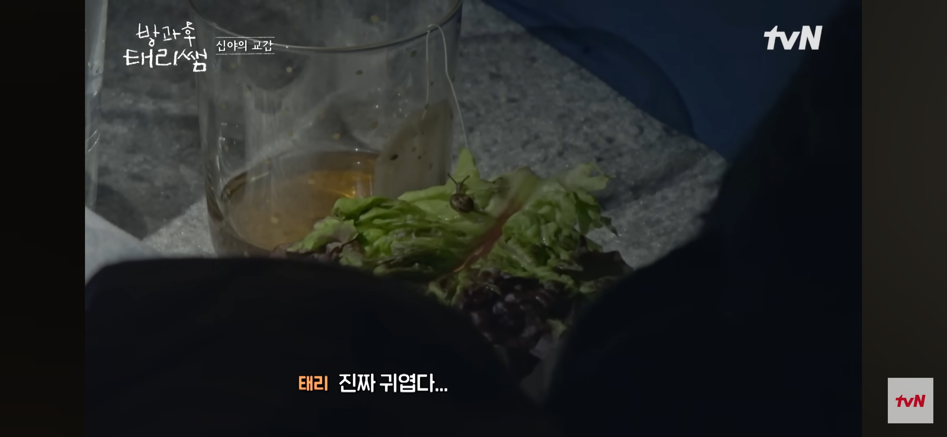 [방과후-태리쌤]-욕실에-붙어있던-달팽이가-신기한-서울-사람들-29-이미지