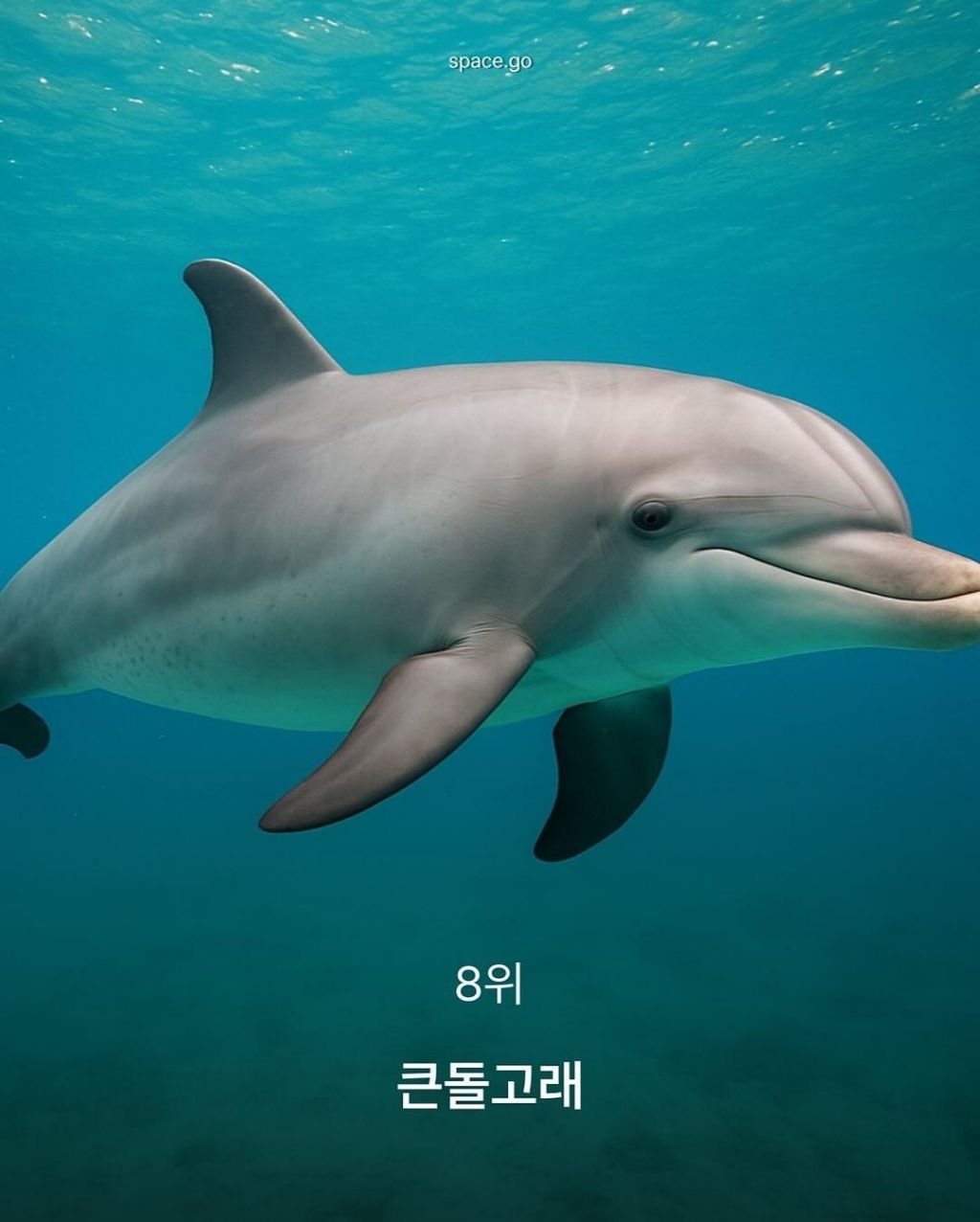 CNN-선정-세계에서-가장-귀여운-동물10-3-이미지