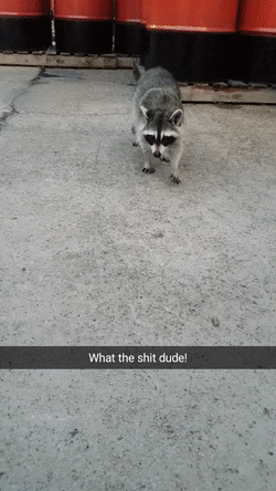 너구리에-대한-오해!!!.jpg-1-이미지