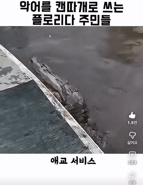악어를-캔따개쯤으로-생각하는-플로리다-주민들-4-이미지