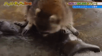 너구리에-대한-오해!!!.jpg-12-이미지