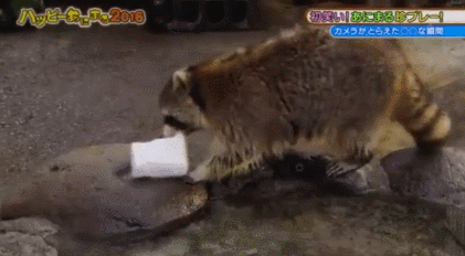 너구리에-대한-오해!!!.jpg-11-이미지