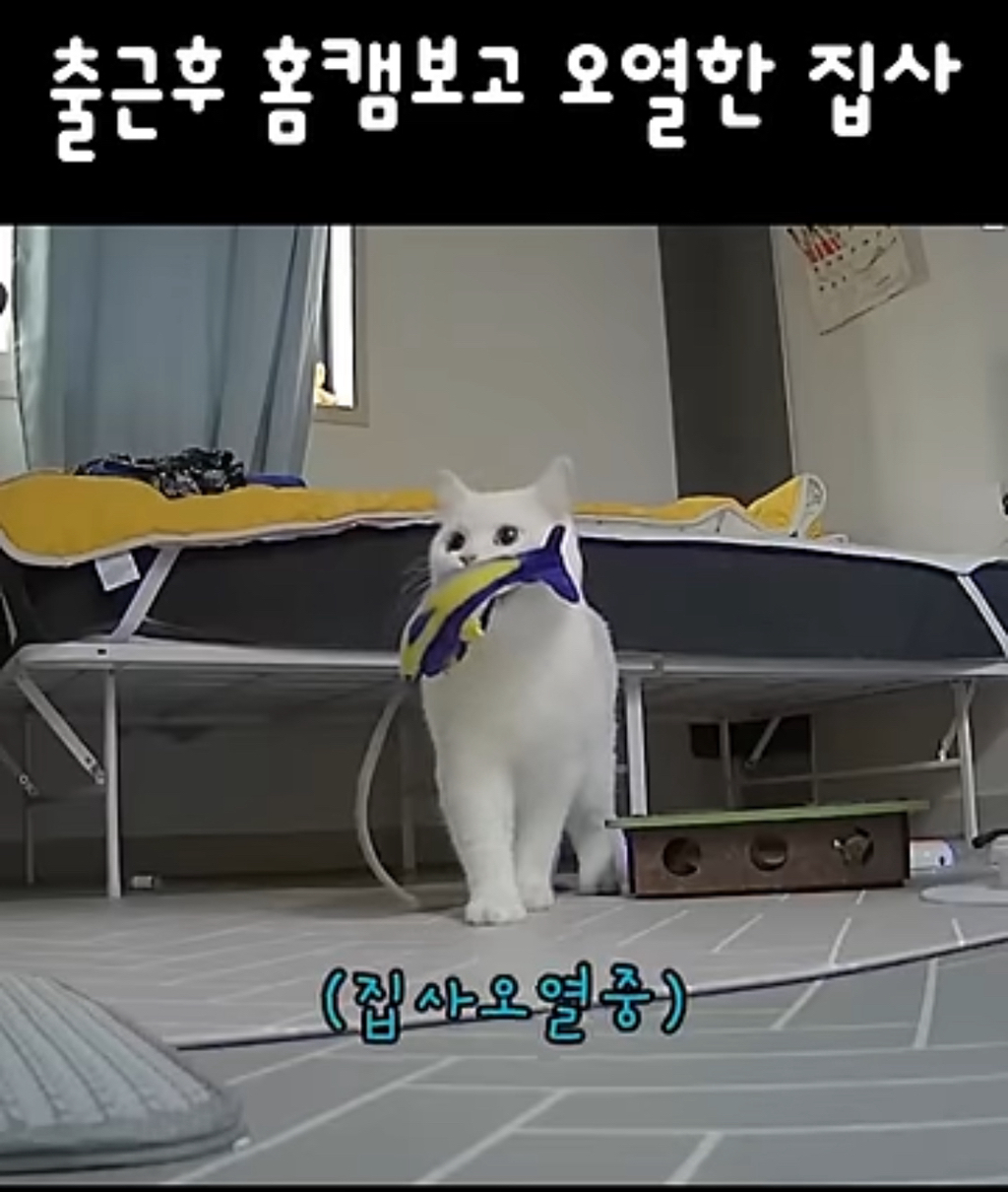 출근-후-홈캠보고-오열한-집사-0-이미지