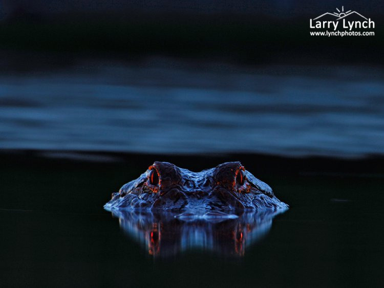 밤에-본-악어-눈-6-이미지