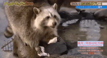 너구리에-대한-오해!!!.jpg-13-이미지