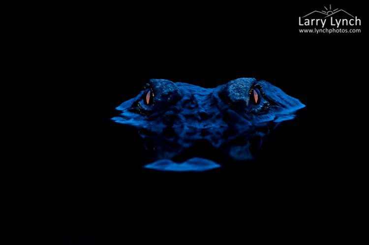 밤에-본-악어-눈-3-이미지