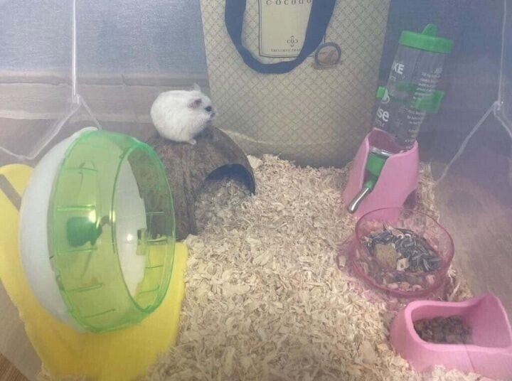 초딩에게-햄찌-용품-당근-구매한-썰.JPG-5-이미지