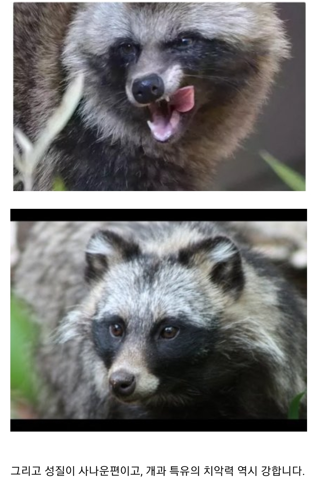 너구리에-대한-오해!!!.jpg-6-이미지