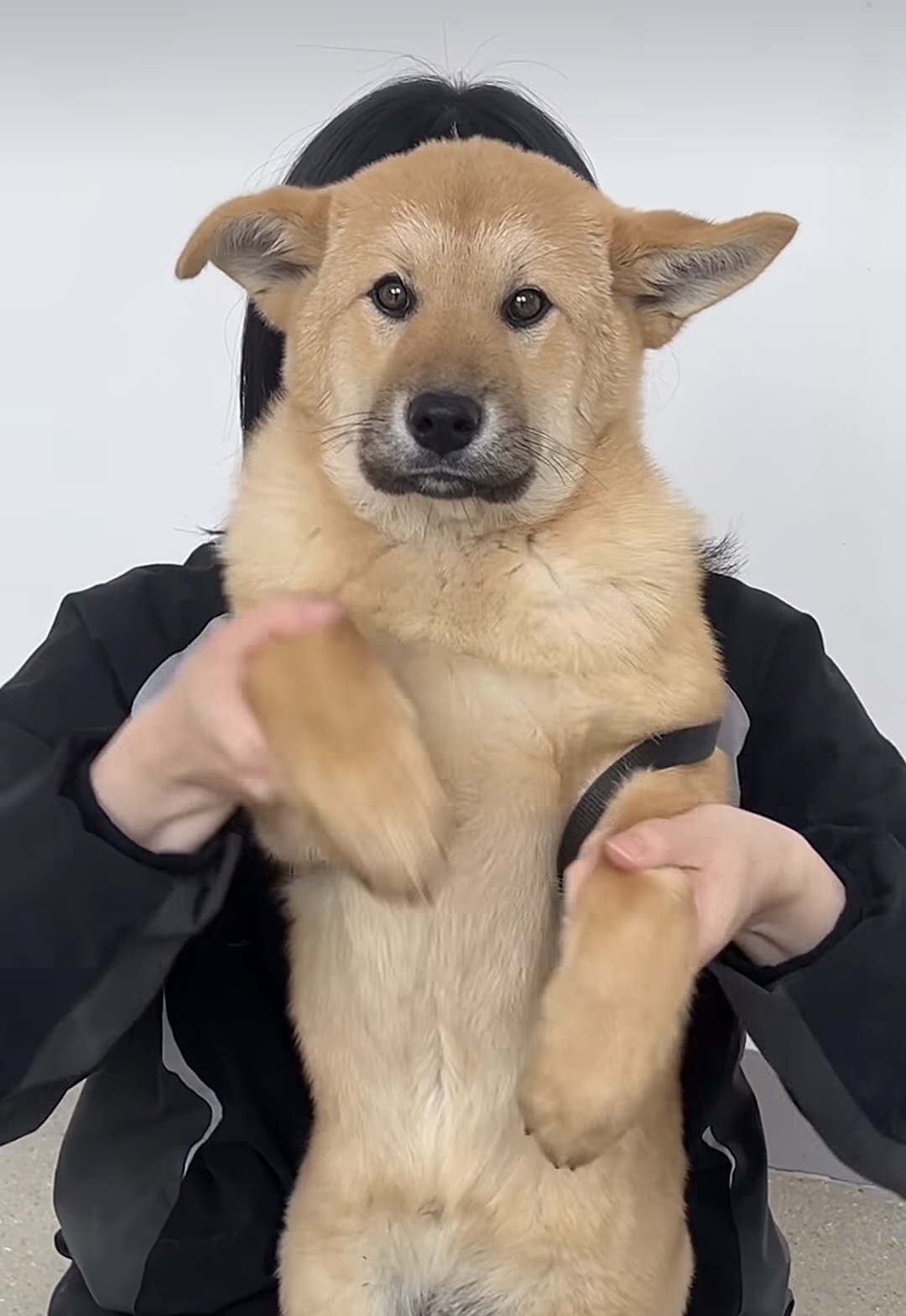 유기견-입양-홍보-릴스-백만뷰-터진-강아지-0-이미지