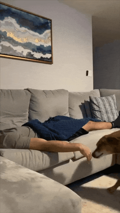 주인이-자는-동안-댕댕이가-몰래하는-행동-0-이미지