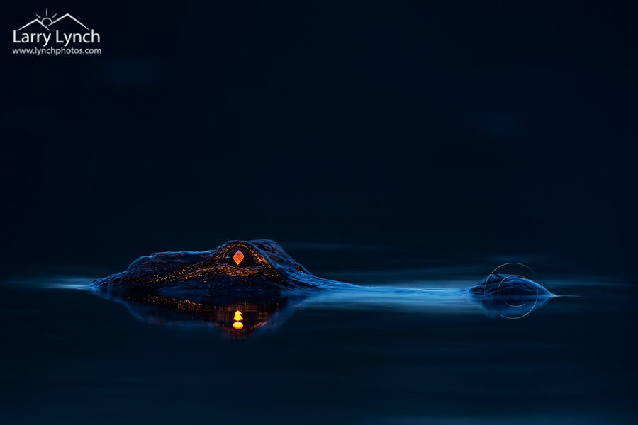 밤에-본-악어-눈-2-이미지