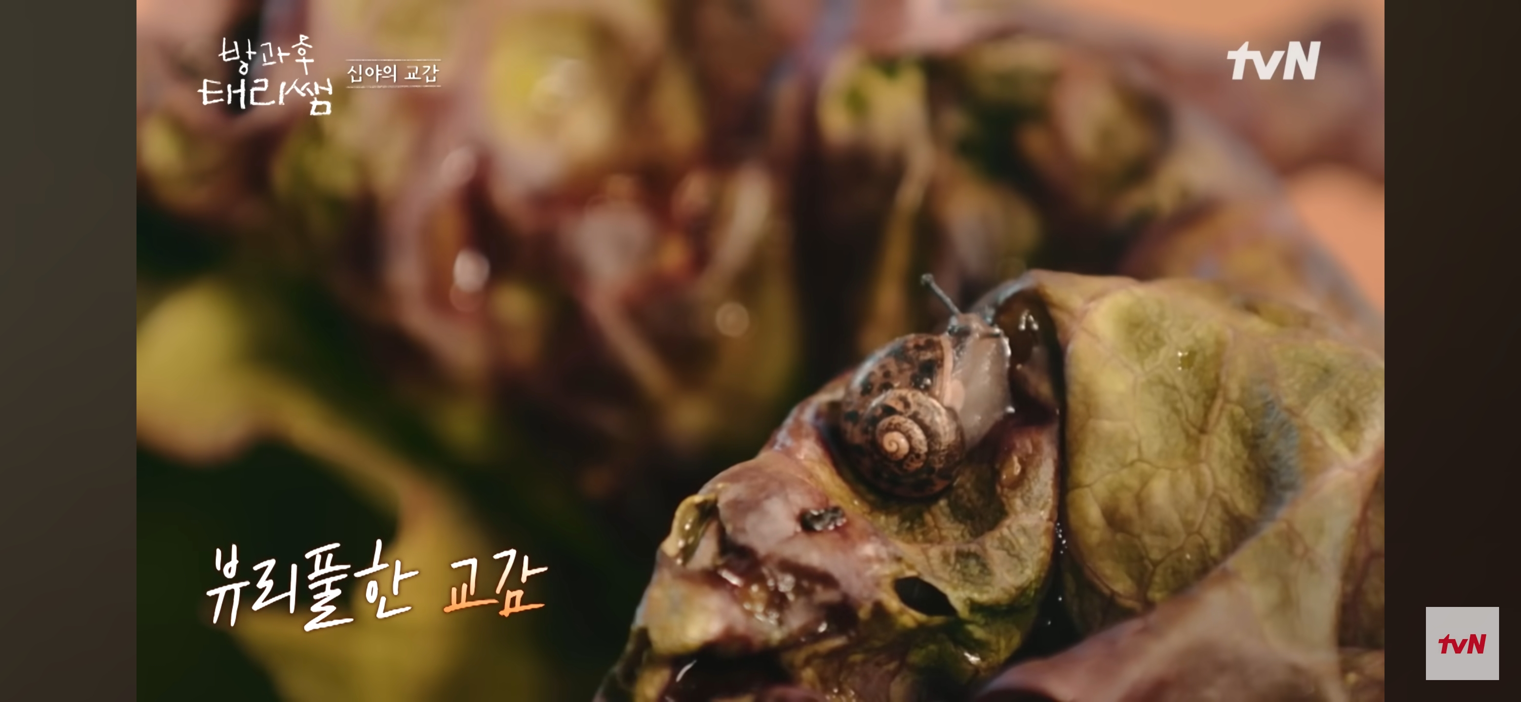 [방과후-태리쌤]-욕실에-붙어있던-달팽이가-신기한-서울-사람들-16-이미지