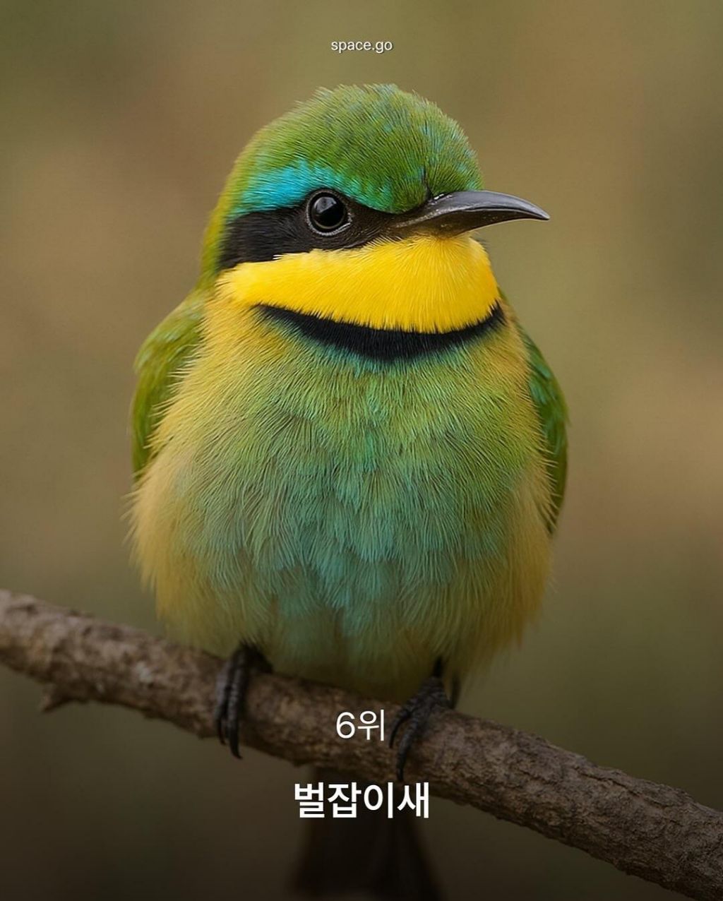 CNN-선정-세계에서-가장-귀여운-동물10-5-이미지