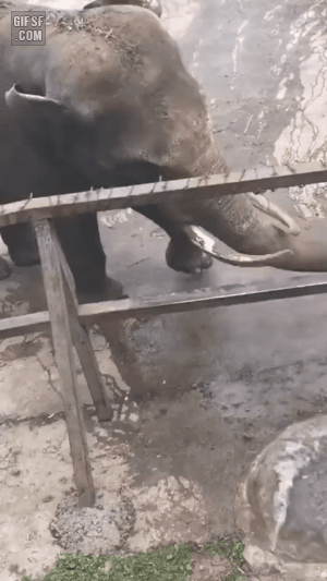 낙타-샤워시키는-코끼리-0-이미지