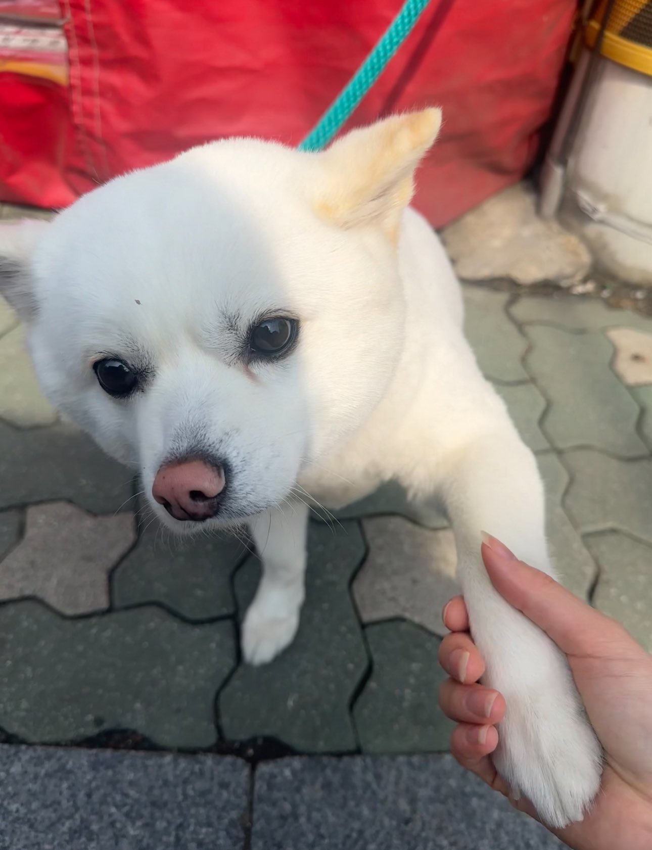 유과-강아지-알아?-나-실제로-만난-적-있음-1-이미지