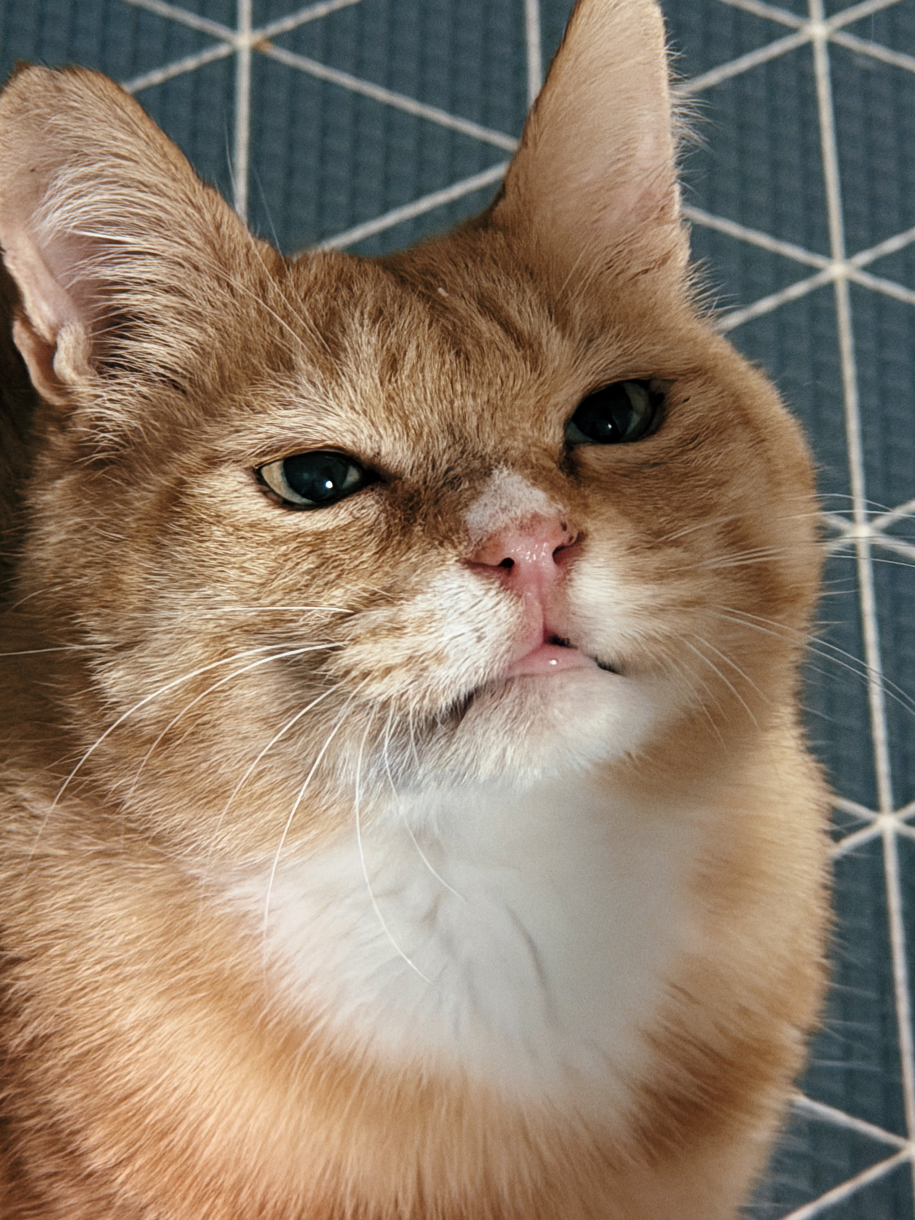 치즈-고양이-셋...한놈만-그림체가-다름-19-이미지