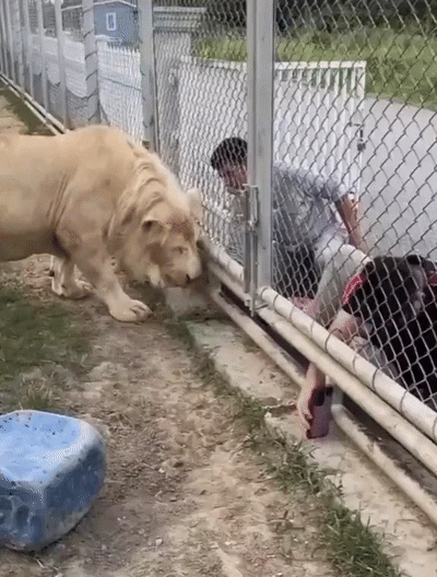 사진촬영을-거절하는-사자-1-이미지