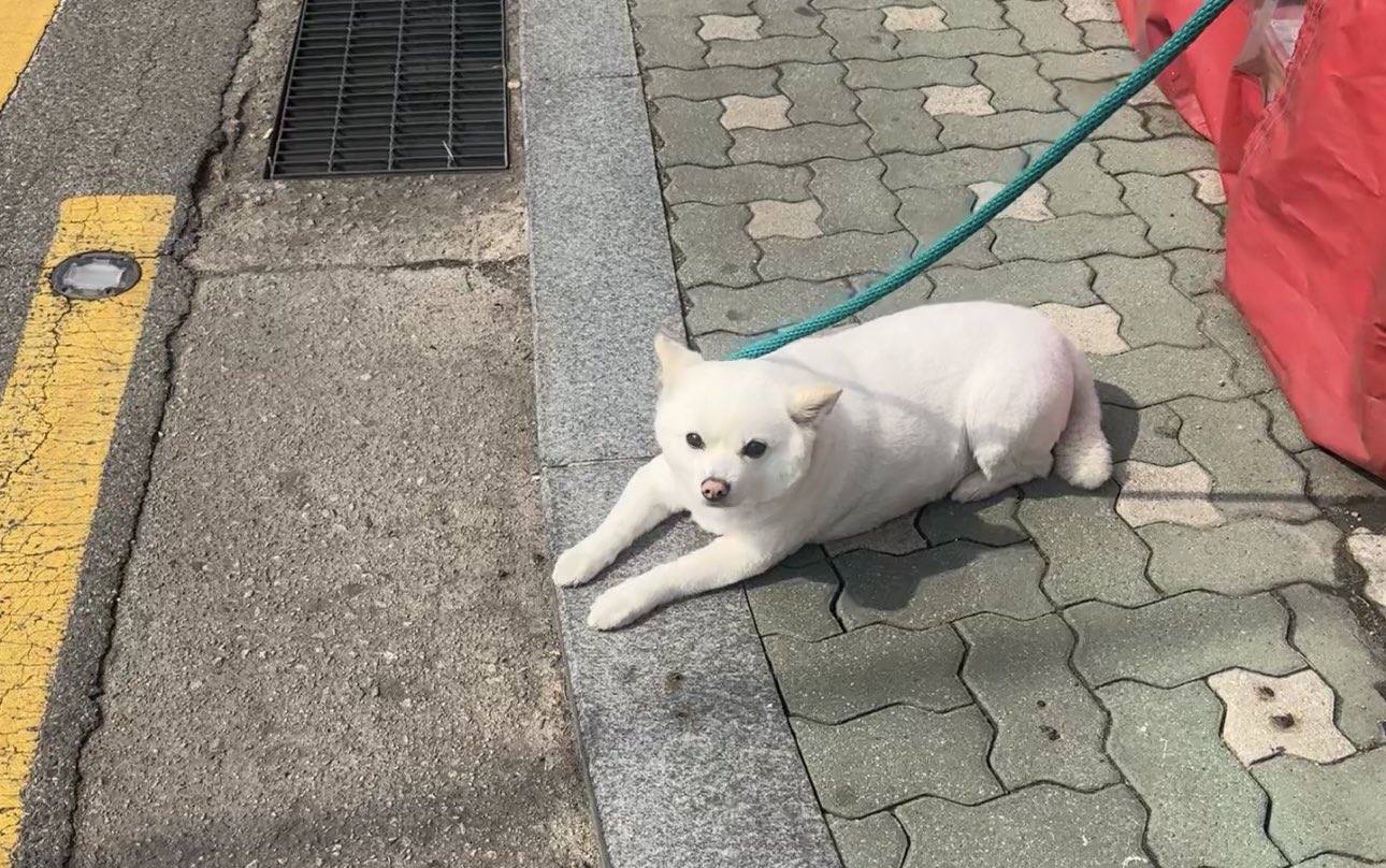 유과-강아지-알아?-나-실제로-만난-적-있음-2-이미지