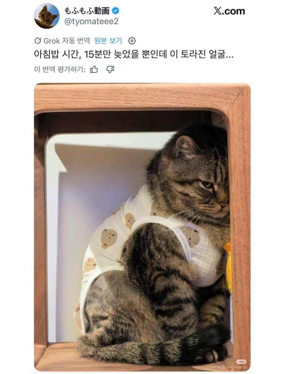 아침밥-시간,-15분만-늦었을-뿐인데-이-토라진-얼굴...jpg-0-이미지