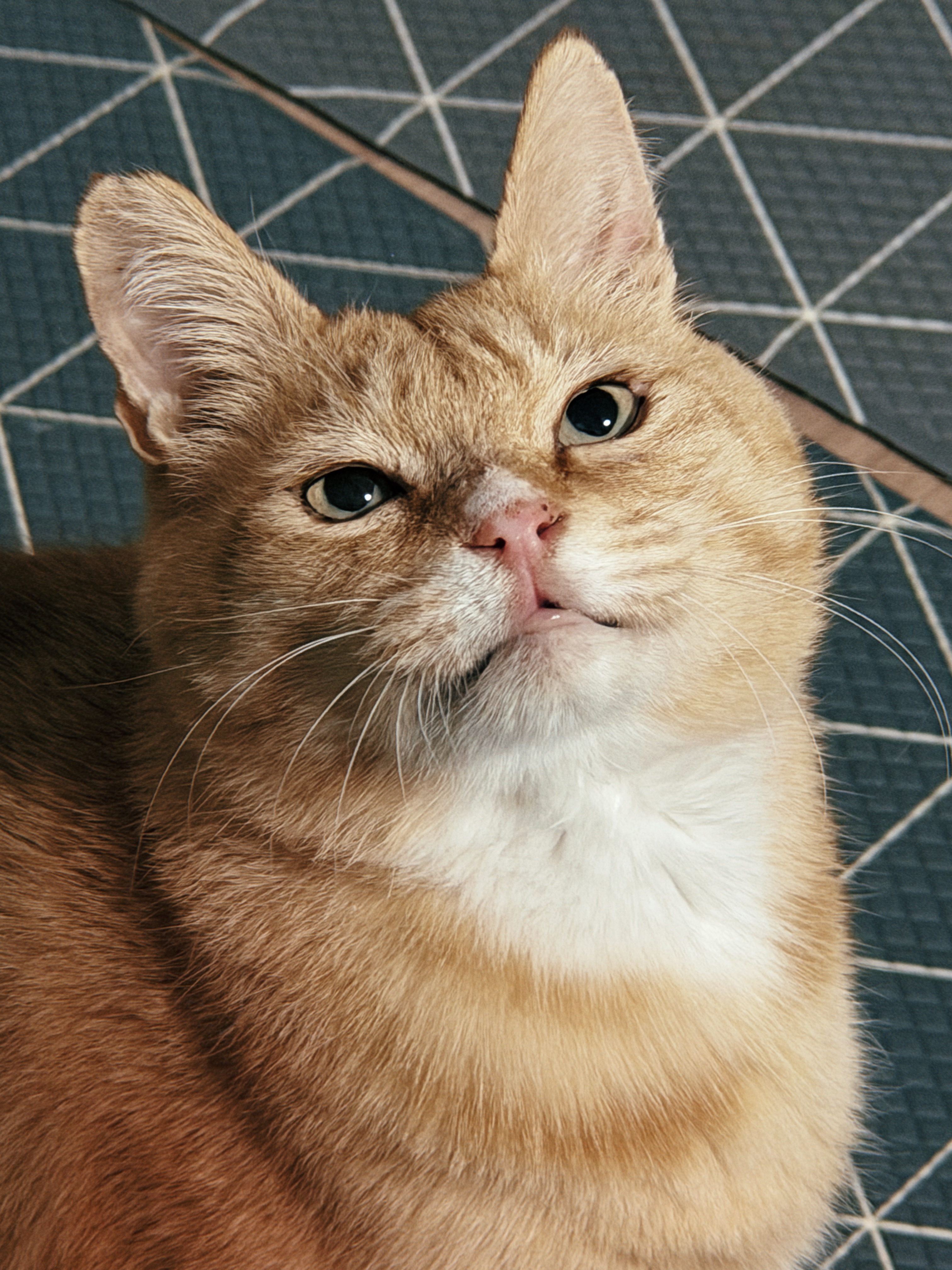 치즈-고양이-셋...한놈만-그림체가-다름-20-이미지