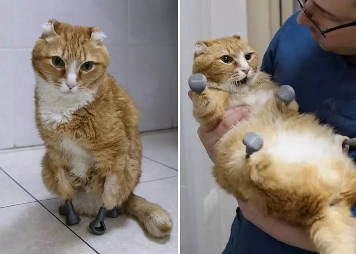 영하-40도에-네-발바닥-잃은-시베리아-고양이...-3D-프린팅으로-만든-인공-의족-이식받아-새삶-1-이미지