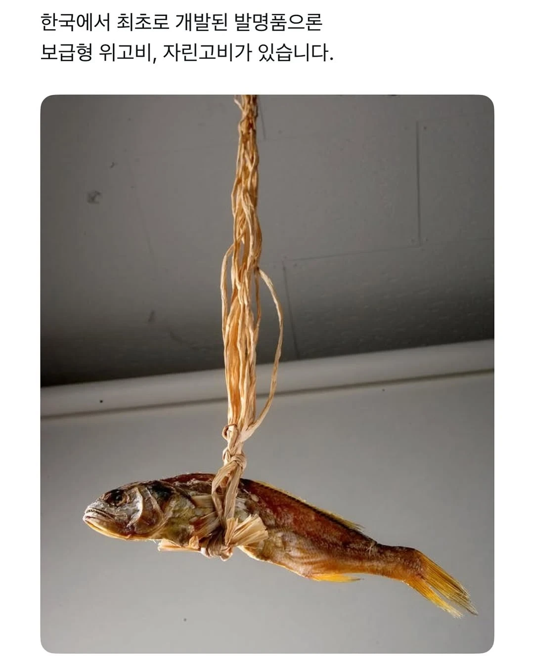 위고비-보다-먼저-나온-대한민국-다이어트-신약-0-이미지