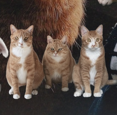 치즈-고양이-셋...한놈만-그림체가-다름-0-이미지