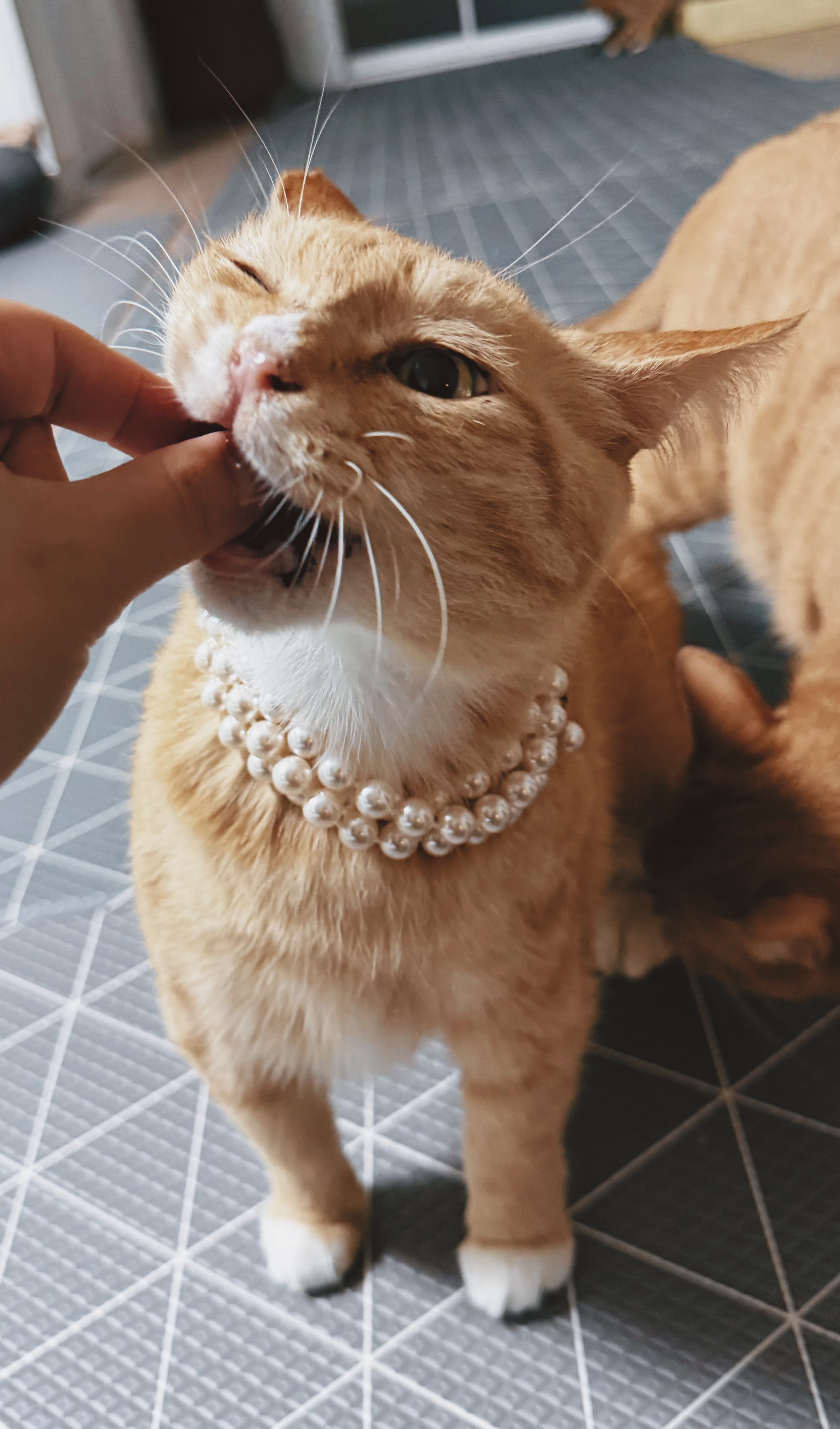 치즈-고양이-셋...한놈만-그림체가-다름-15-이미지