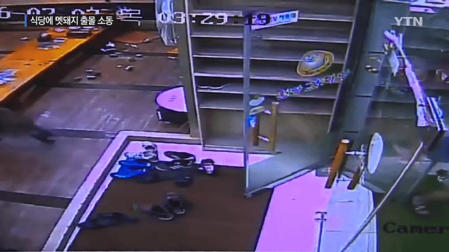 감자탕-먹다가-멧돼지가-처들어옴-7-이미지