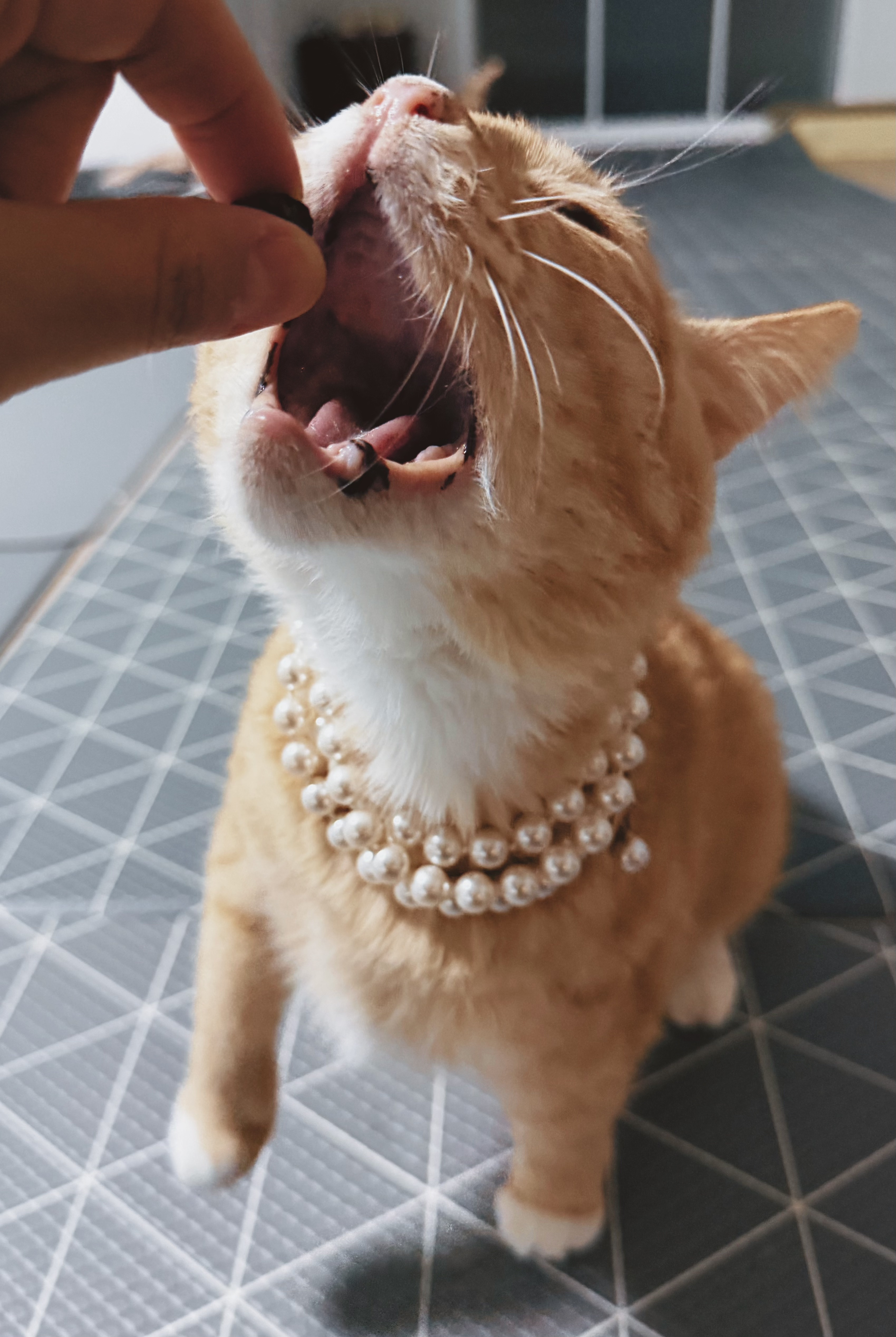 치즈-고양이-셋...한놈만-그림체가-다름-16-이미지