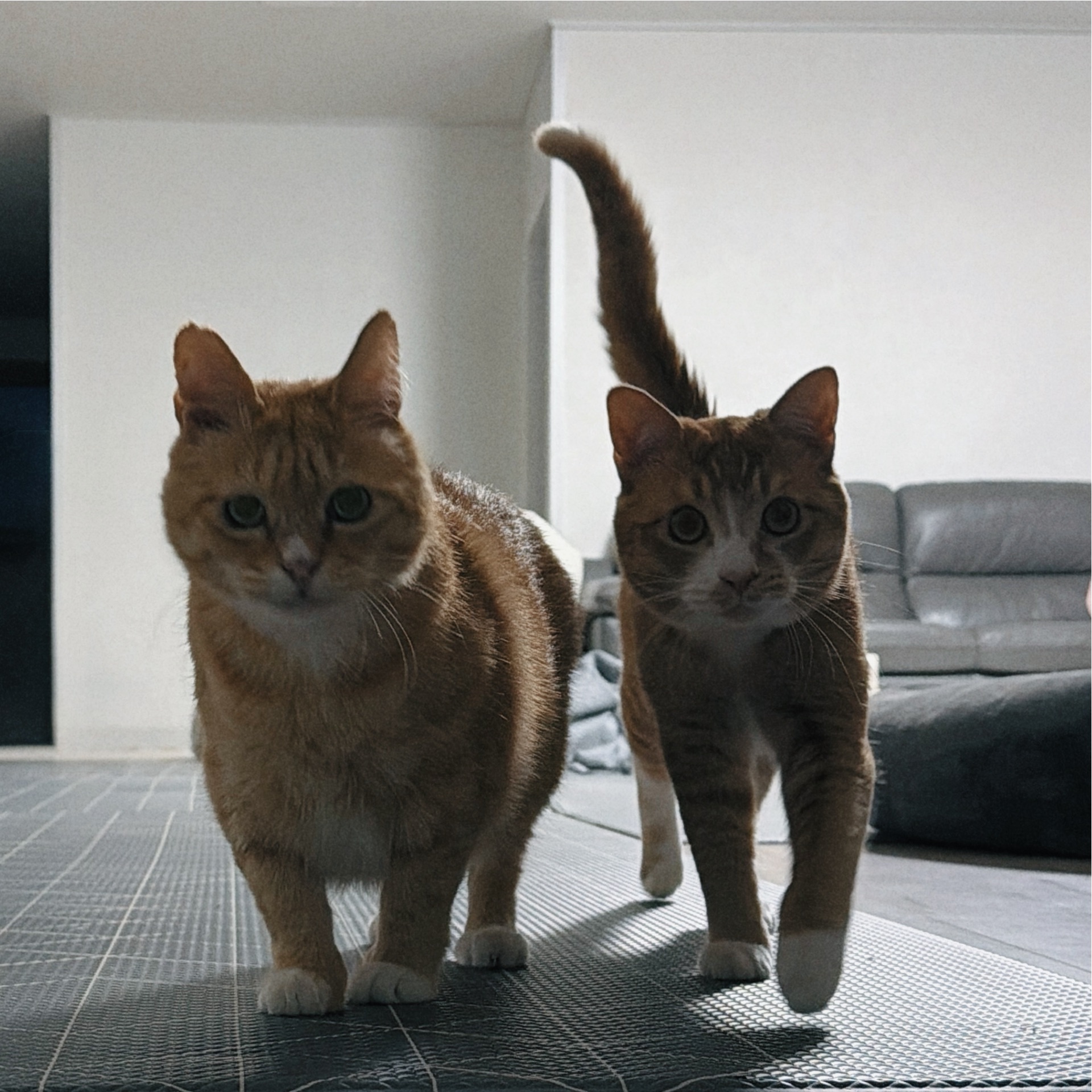 치즈-고양이-셋...한놈만-그림체가-다름-17-이미지