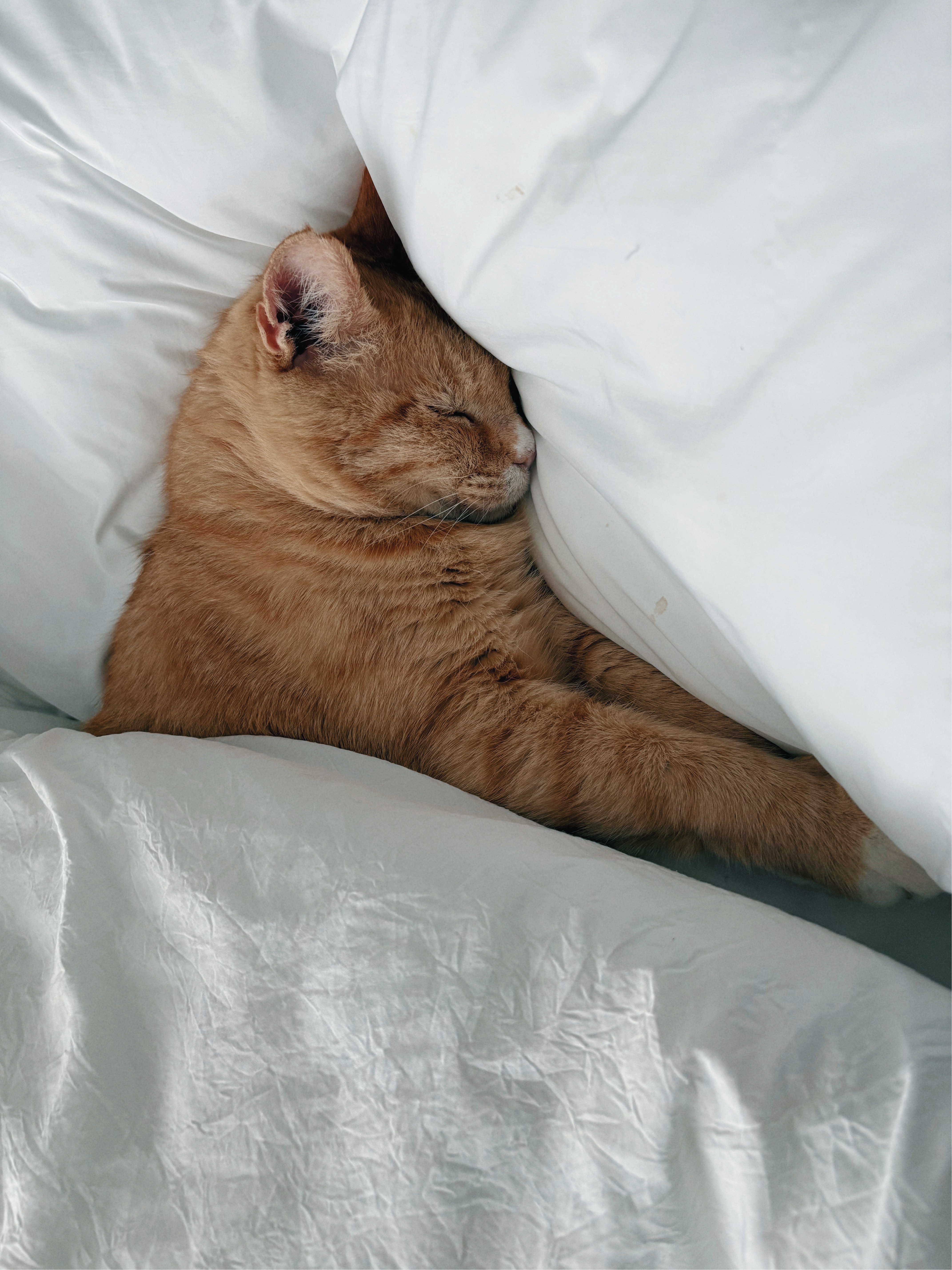 치즈-고양이-셋...한놈만-그림체가-다름-1-이미지