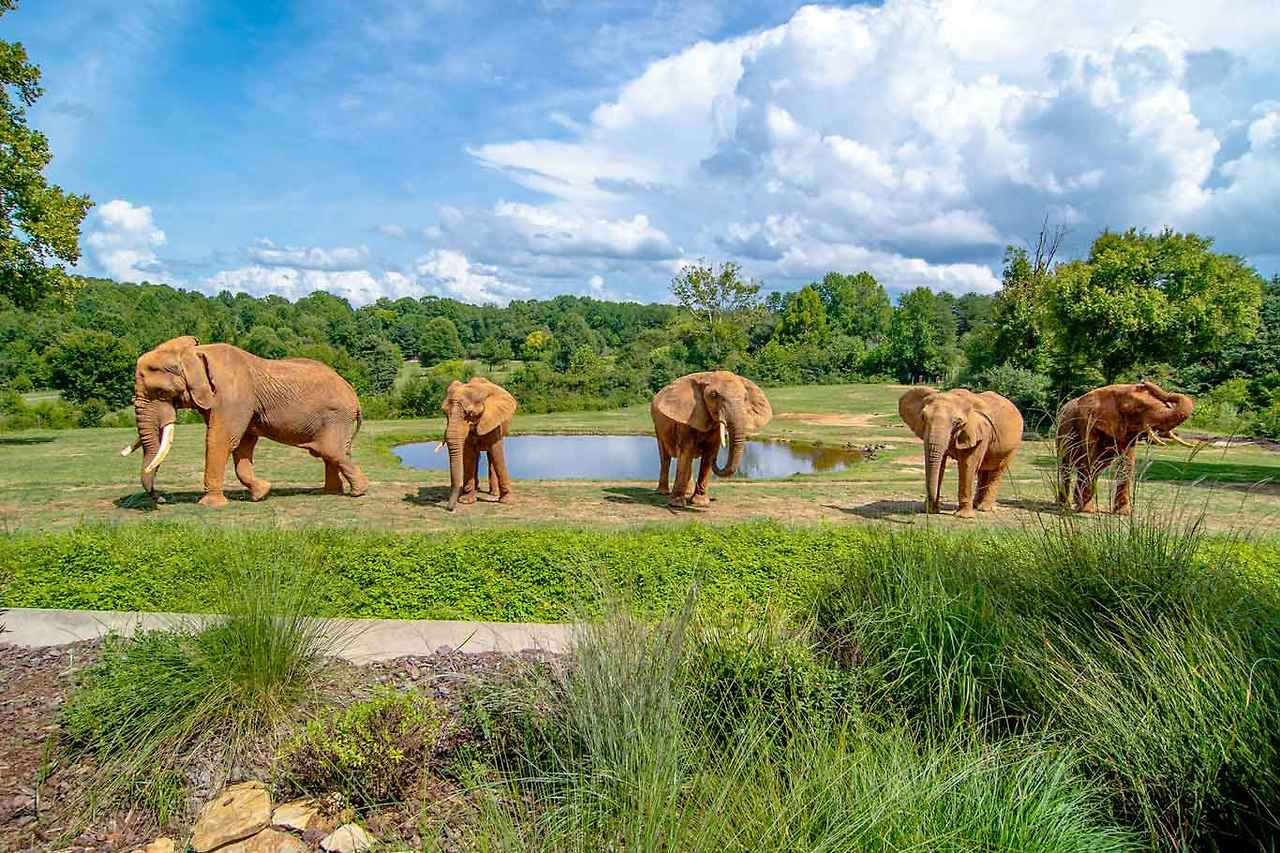 세계에서-가장-큰-사파리-동물원---미국-NC-Zoo-1-이미지