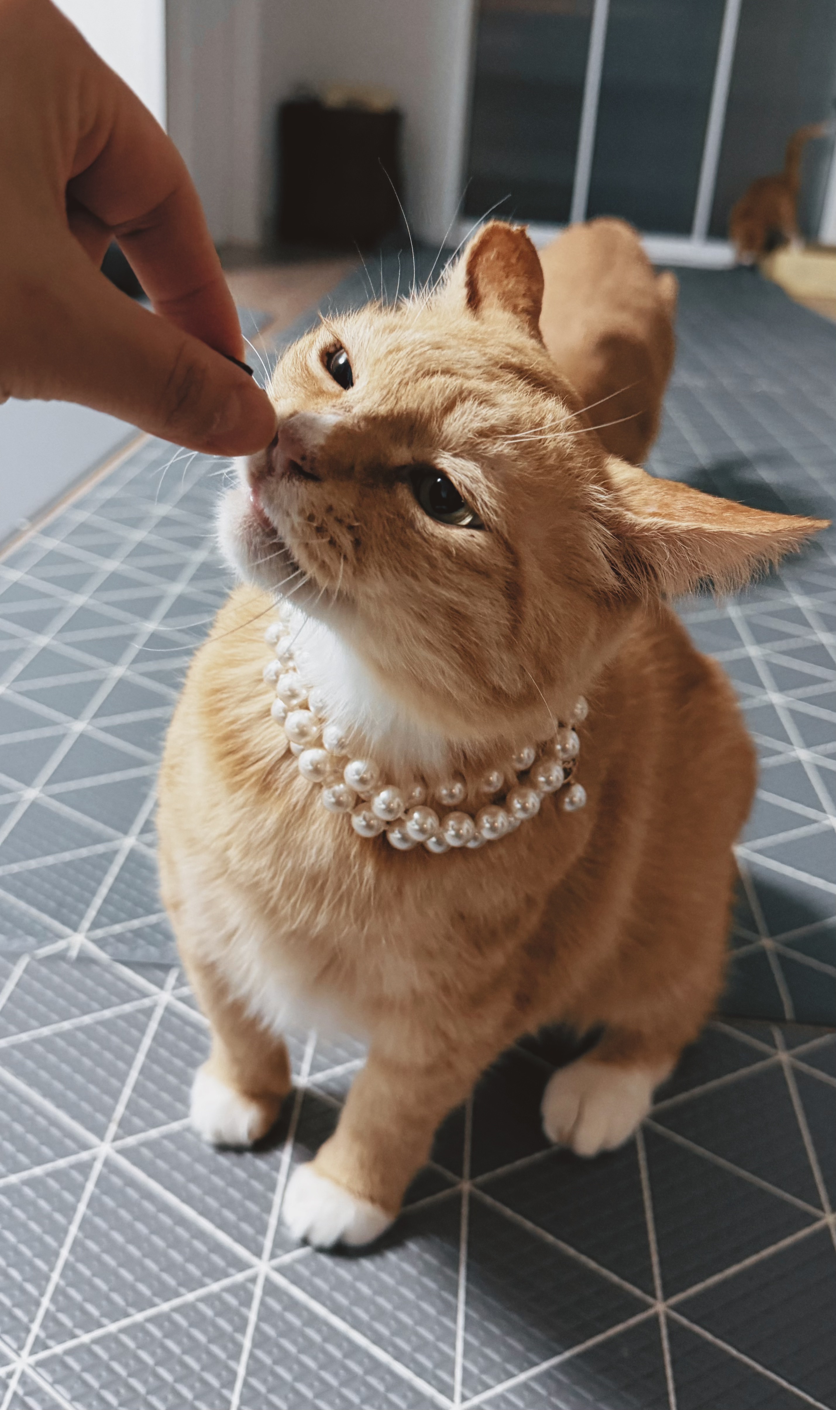 치즈-고양이-셋...한놈만-그림체가-다름-13-이미지