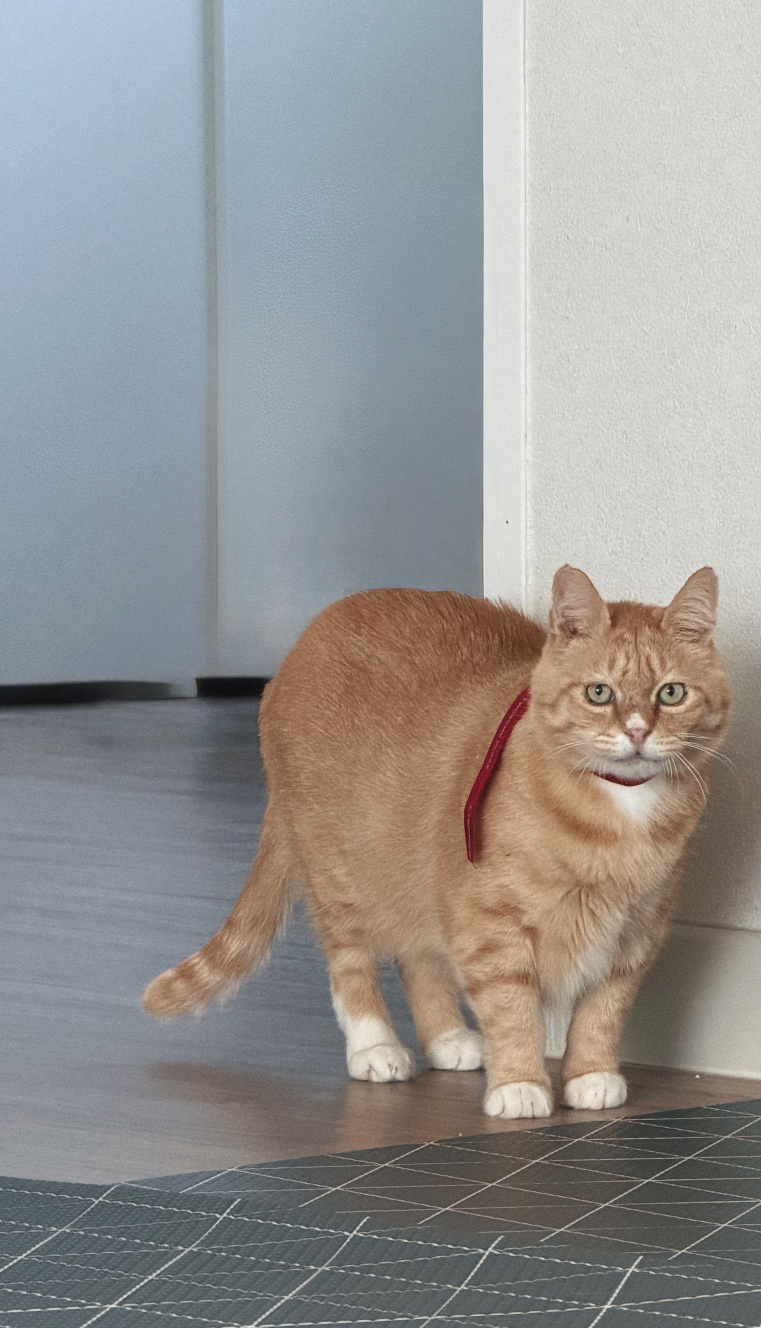 치즈-고양이-셋...한놈만-그림체가-다름-21-이미지