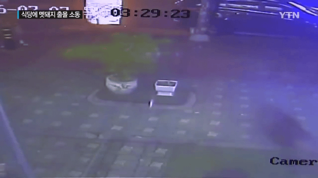 감자탕-먹다가-멧돼지가-처들어옴-6-이미지