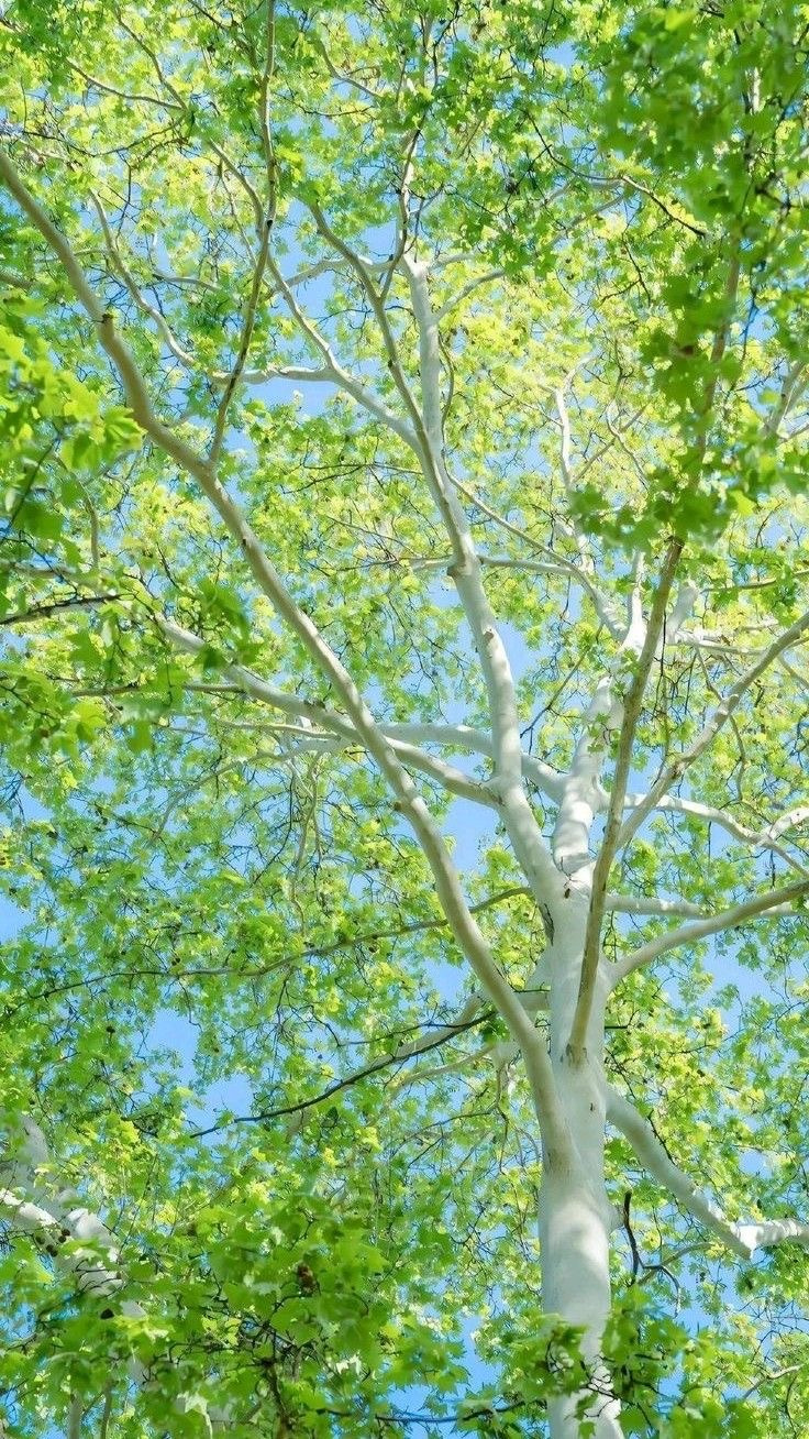 여름이-올랑말랑-직전의-봄에-쓰기-좋은-배경화면-모음-☀️🌸🌿-15-이미지