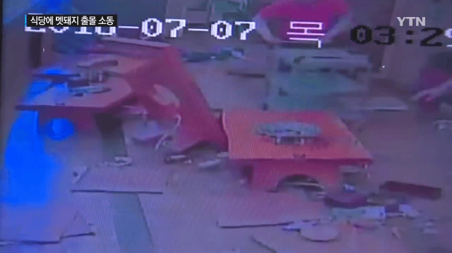 감자탕-먹다가-멧돼지가-처들어옴-3-이미지